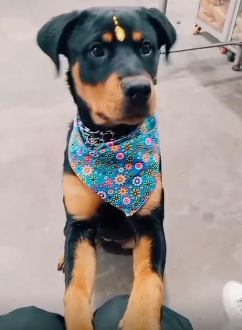 Categoría Perros