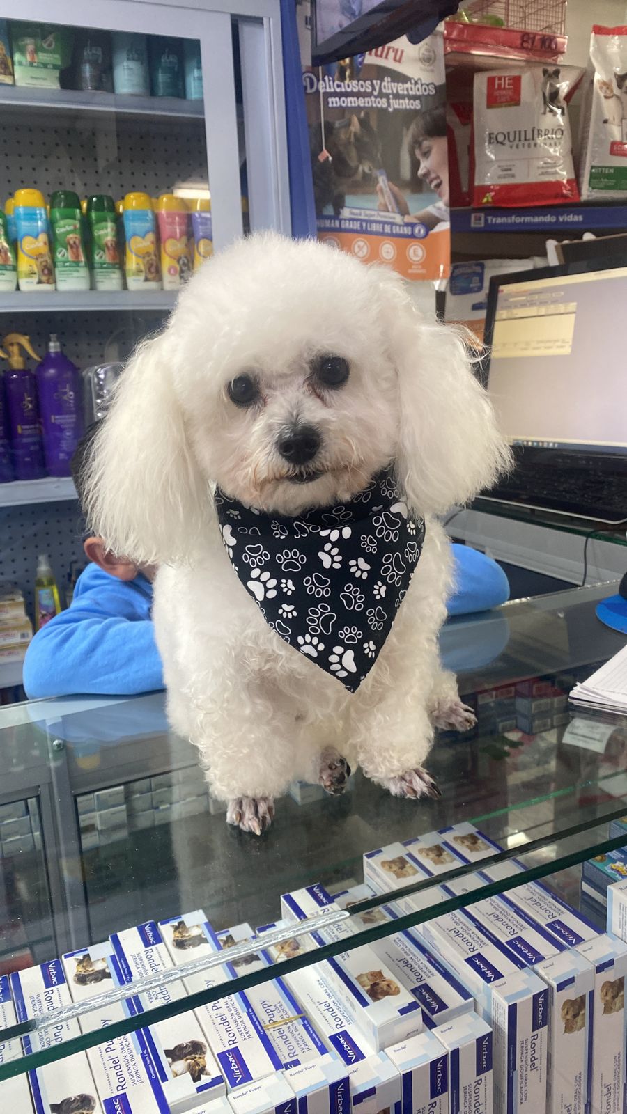 Mascota cuidada con amor en la tienda Isis Pet